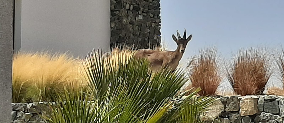 ibex at olivos, real de la quinta