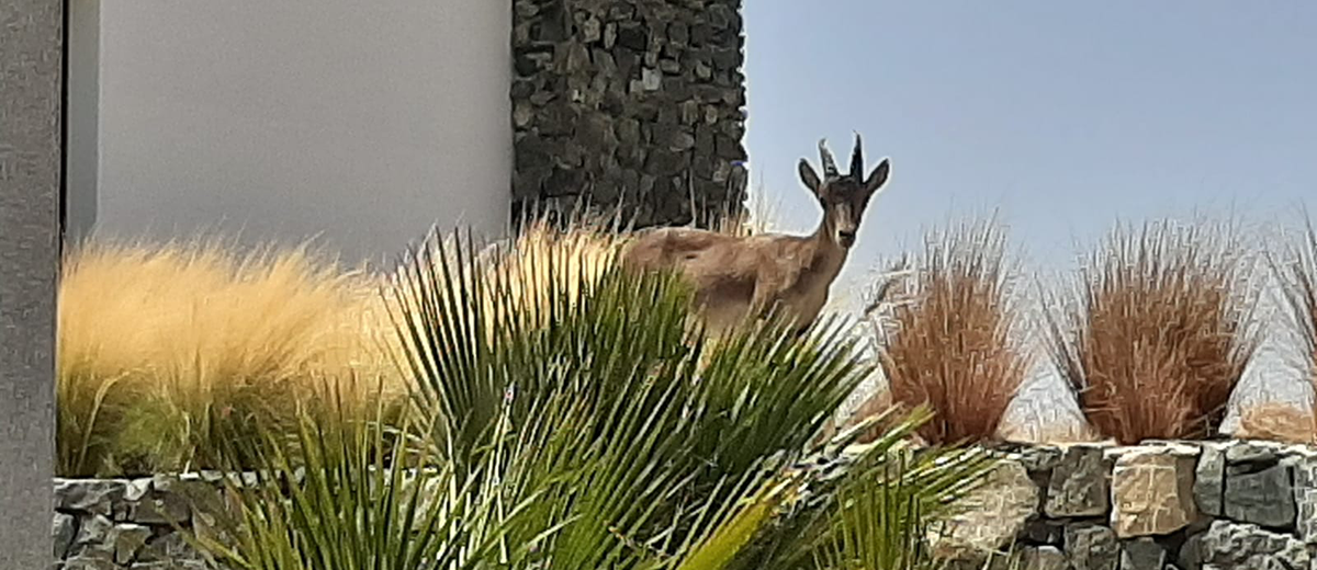 ibex en olivos, real de la quinta