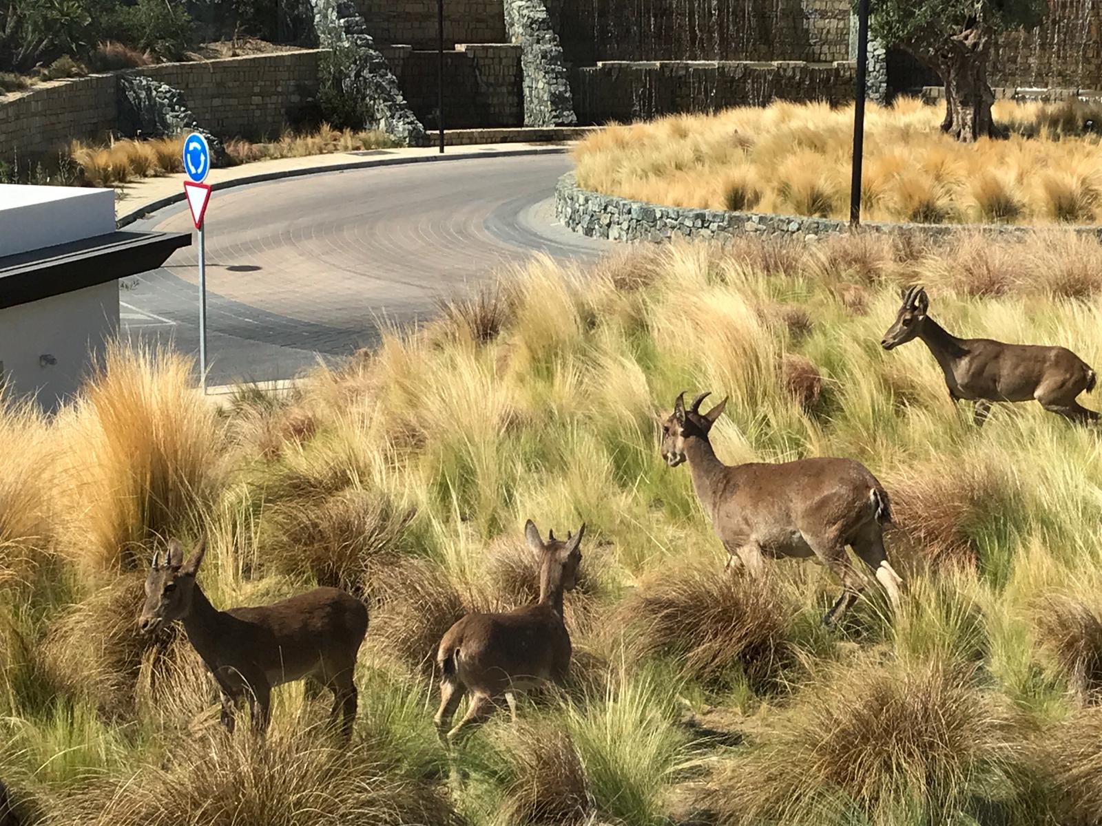 ibex en real de la quinta