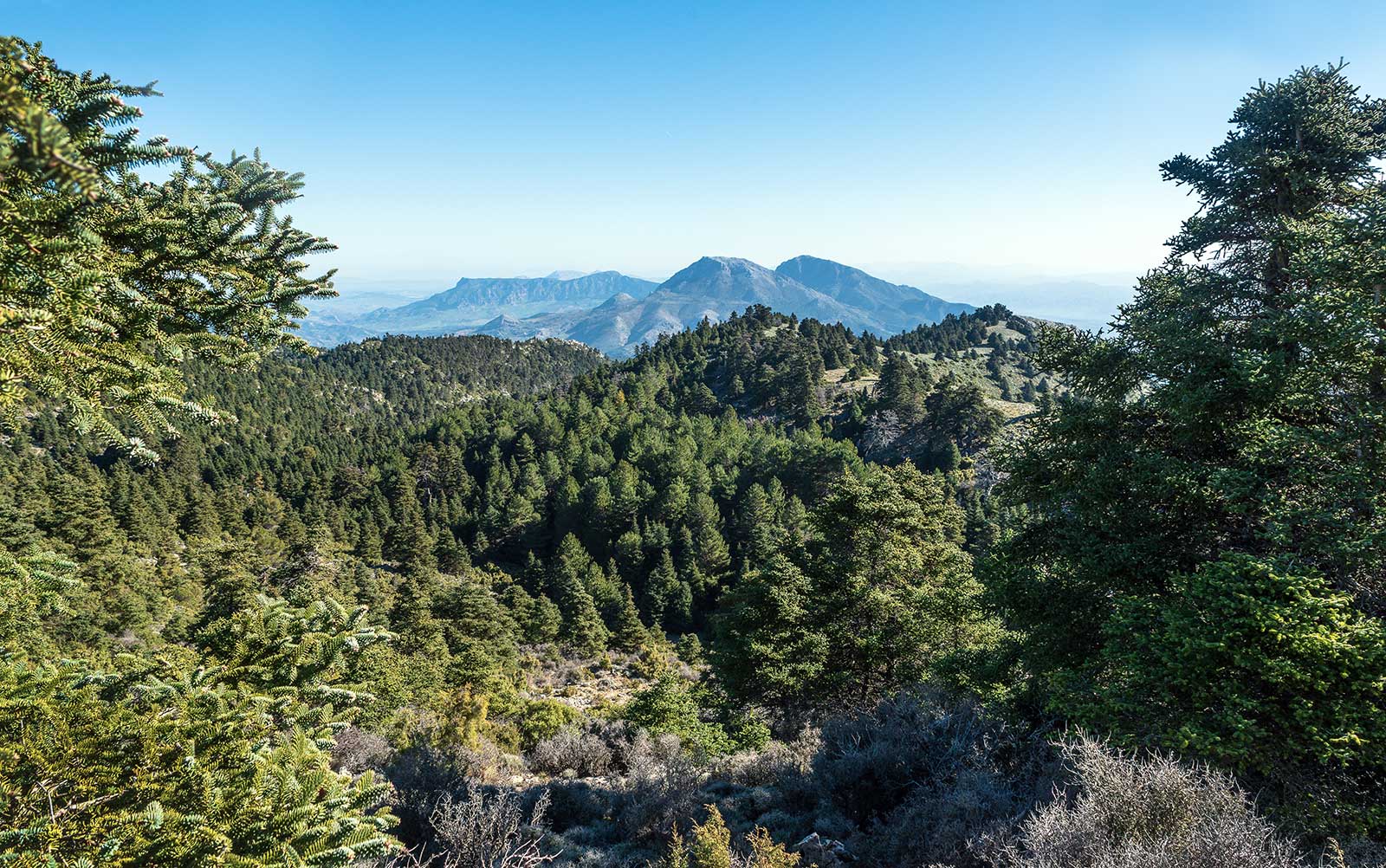 pinsapos in the sierra del as nieves