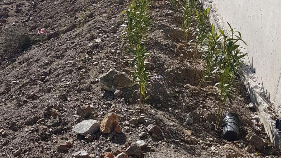 Real de La Quinta:  Landscaping has begun around the urbanisation’s roads