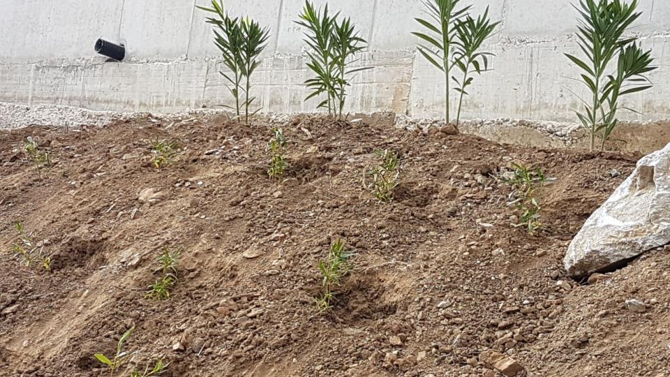 Real de La Quinta:  Landscaping has begun around the urbanisation’s roads
