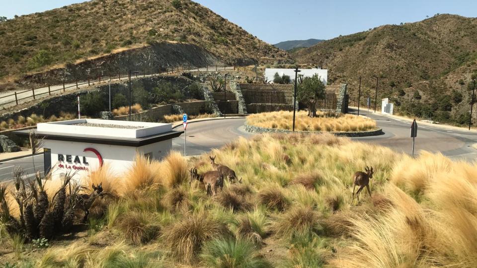 ibex at the entrance to real de la quinta