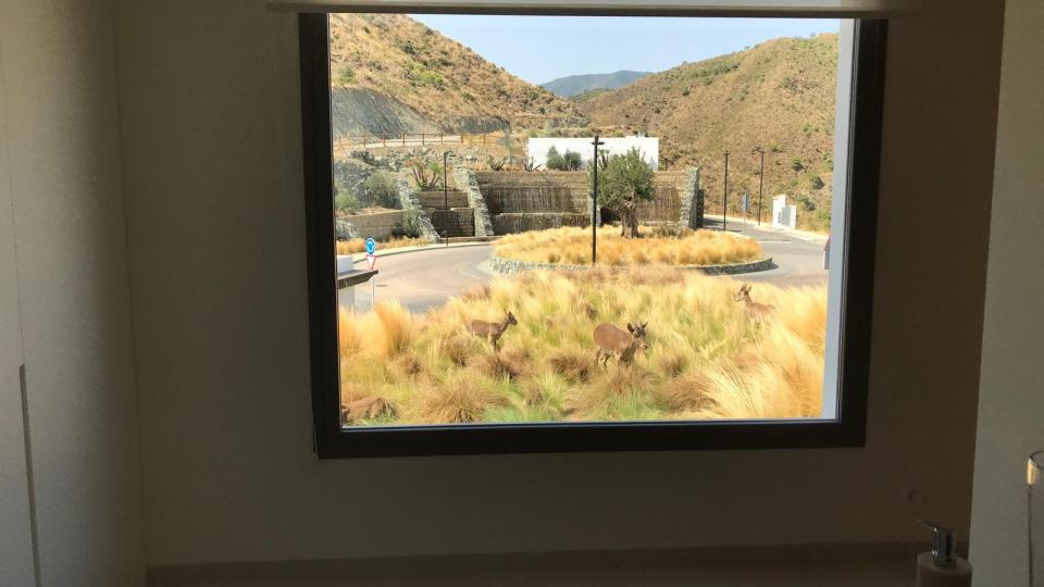 ibex at the showroom