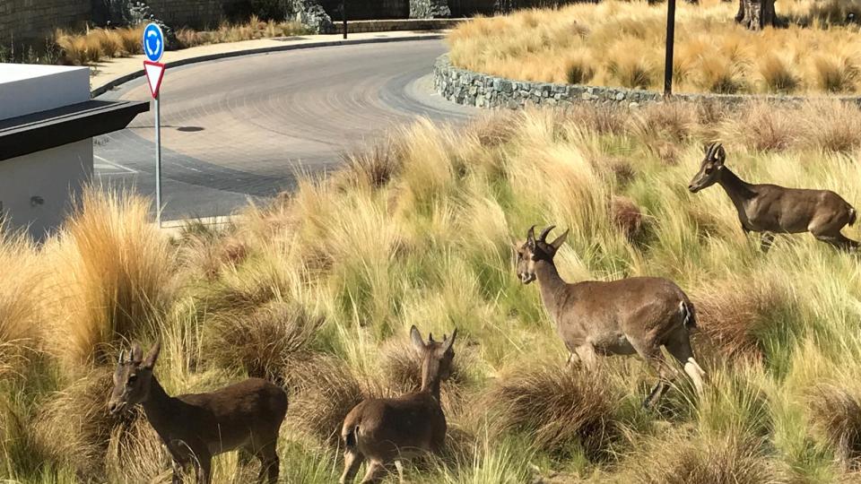 ibex in real de la quinta