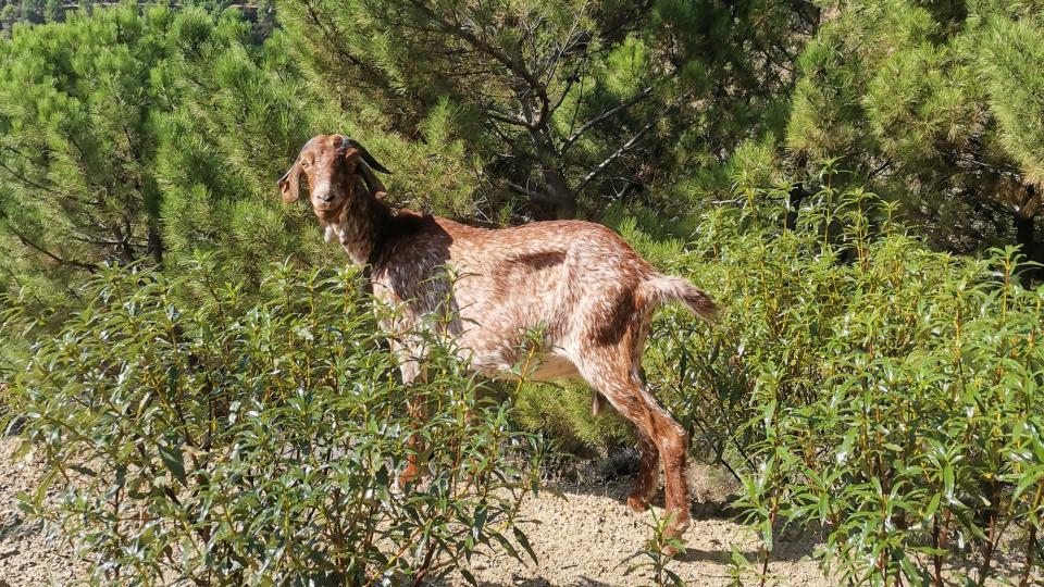 cabras en sierra de las nieves