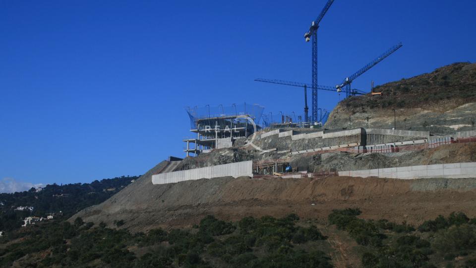 Olivos en el Real de La Quinta