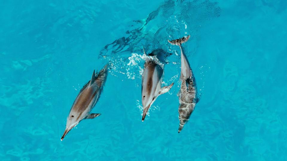 delfines nadando en el mar