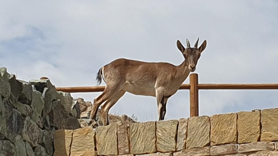 ciervos en las montañas marbellís