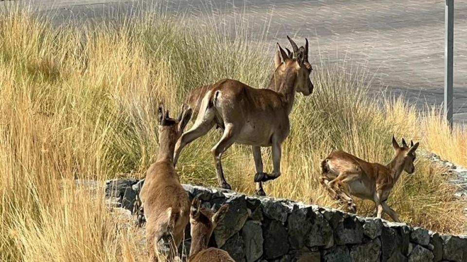 ciervos en las montañas marbellís