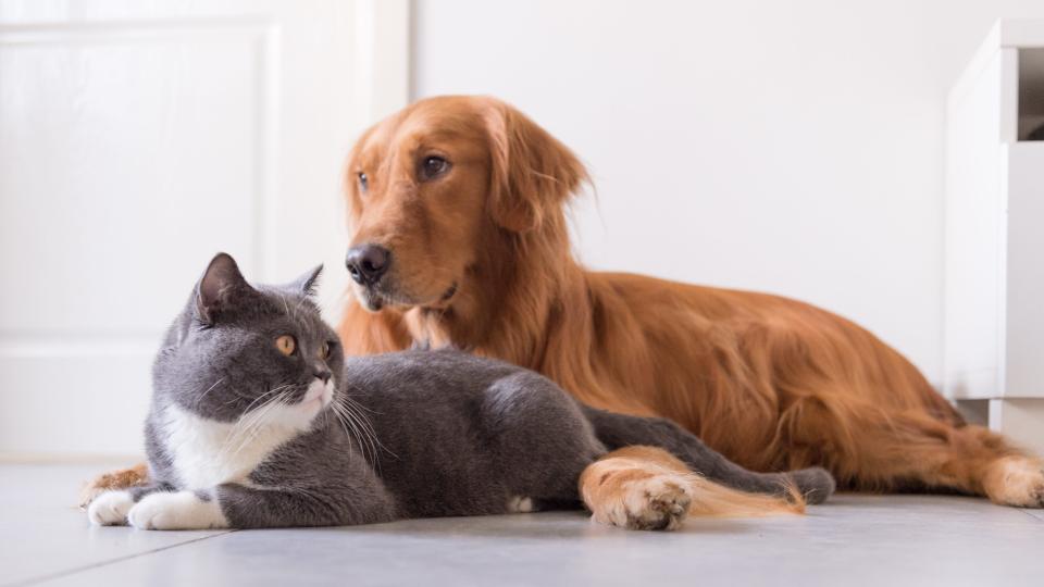 cat and dog lying on the floor