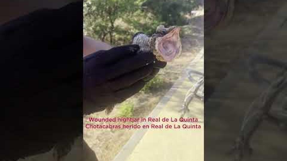 Preview image for the video "Nightjar Bird Rescue Moment at RDLQ #shorts #animals #rescue #shortvideo". Preview image for the video "Nightjar Bird Rescue Moment at RDLQ #shorts #animals #rescue #shortvideo".