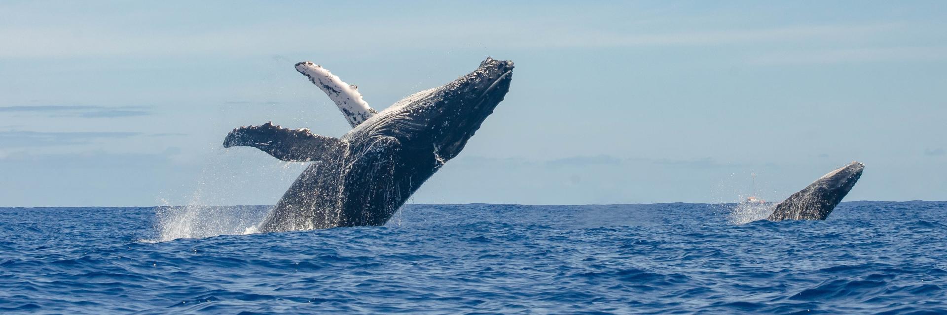 ballenas en el océano