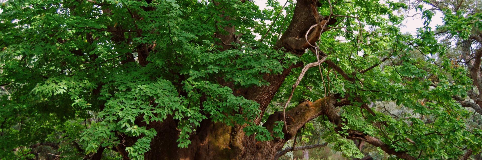 Nuevo sendero al Castaño Santo en Istán | Real de La Quinta