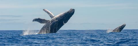 whales at the ocean