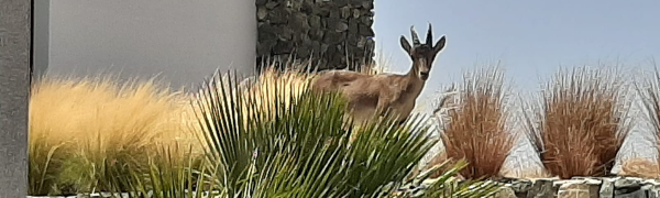 ibex at olivos, real de la quinta